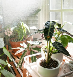 Personal Garden