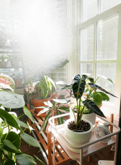 Personal Garden